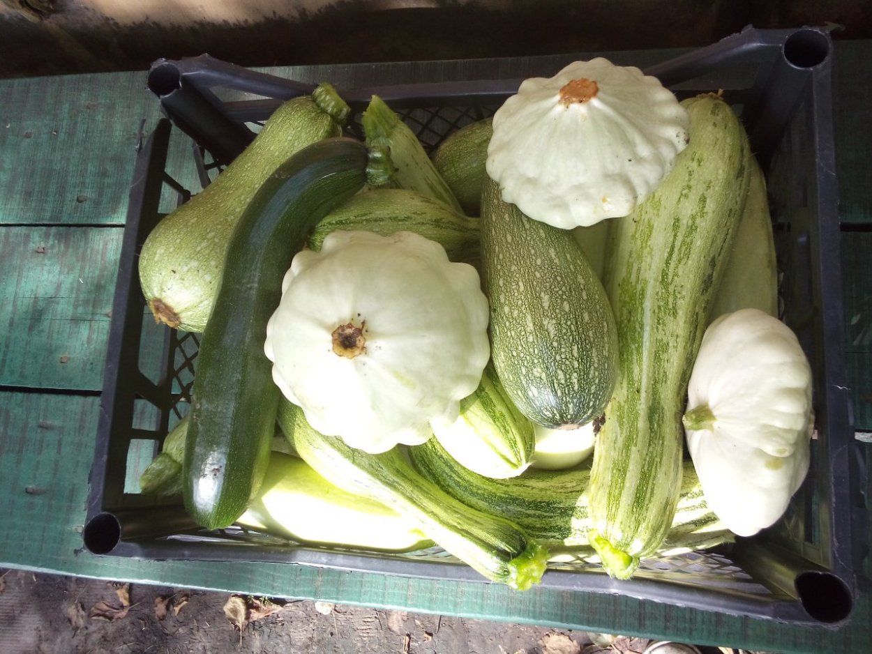 Про кабачки прикольные