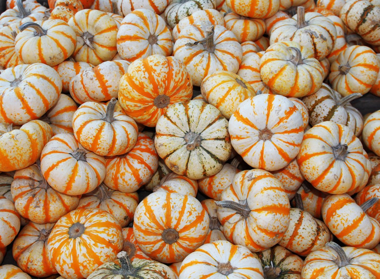 Гибриды тыквы