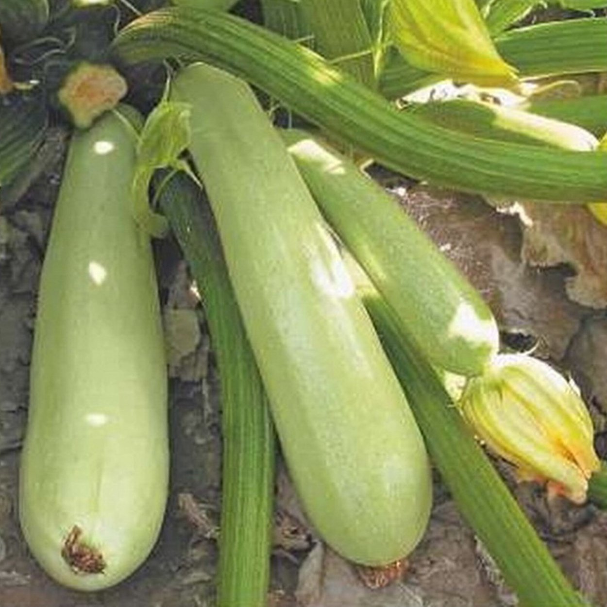 Сорт кабачков Лимбретто