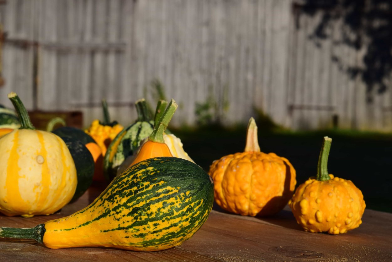 Тыква Нельсон f1