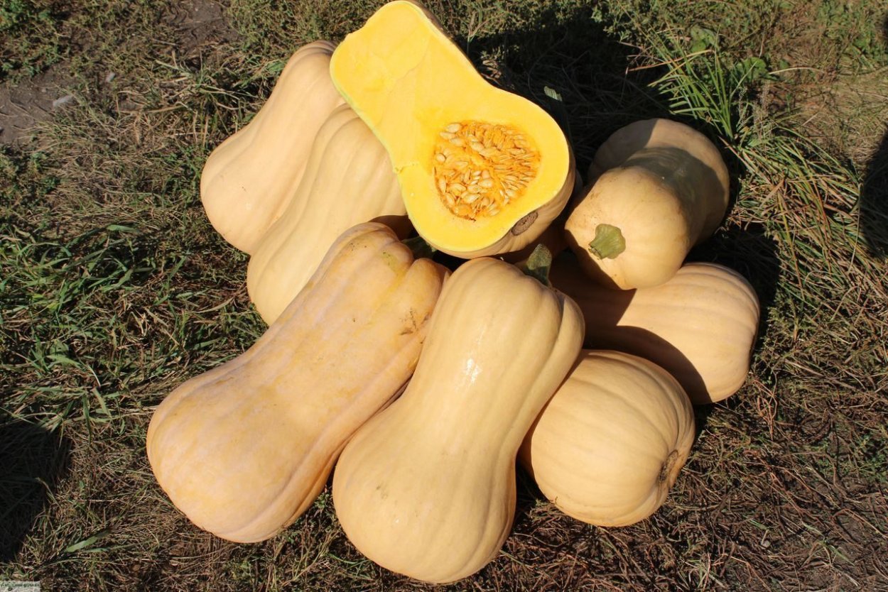 Кабачок тыква Алисон