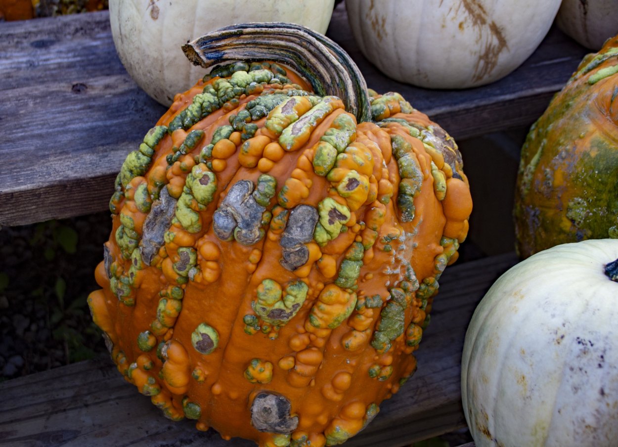 Цвет кабачка