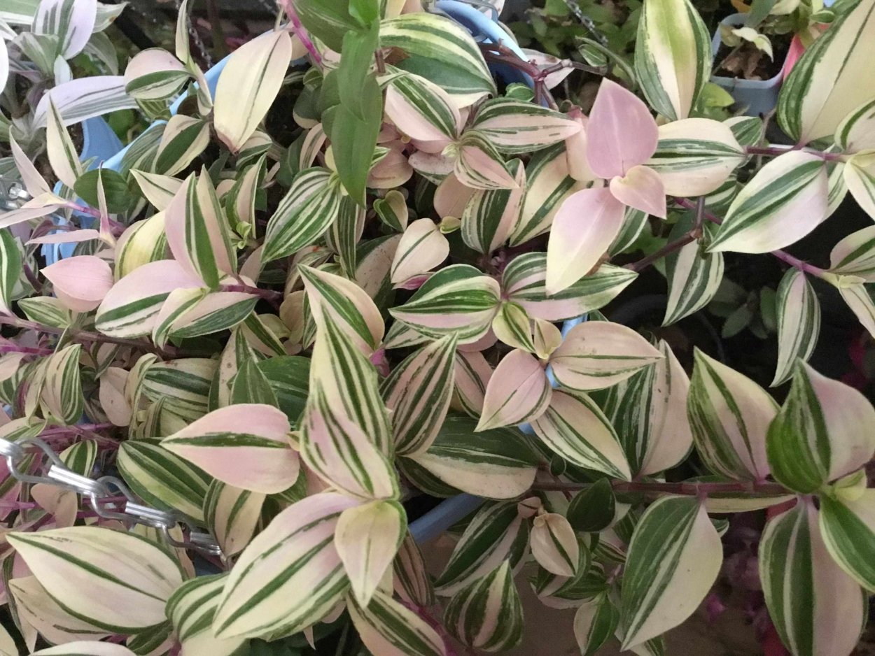 Традесканция Приречная Флуминенсис