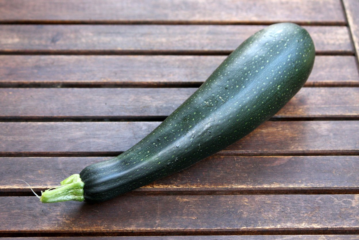 Zucchini Squash разница