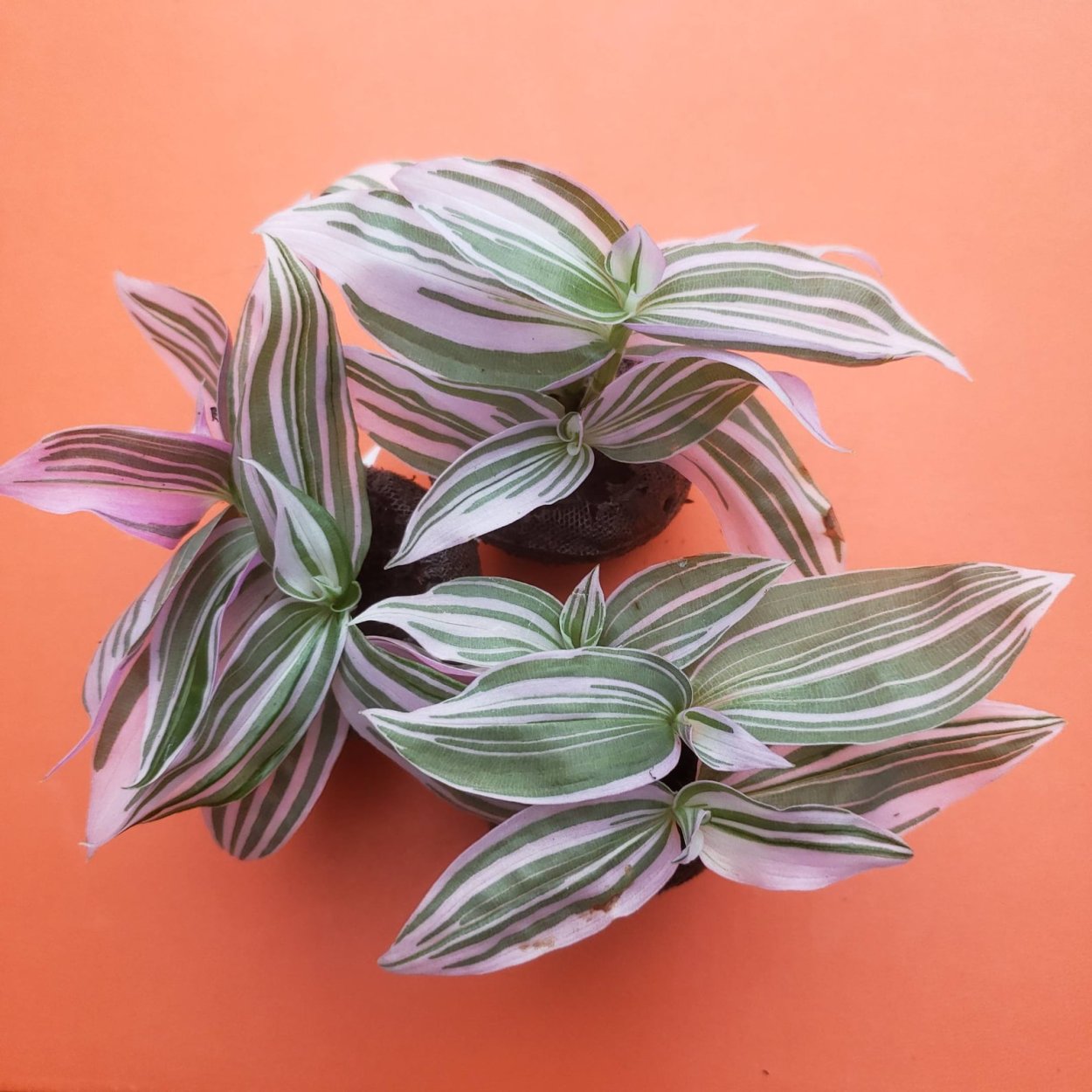 Традесканция Fluminensis