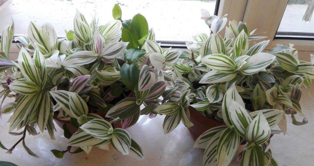 Традесканция вельвет Хилл