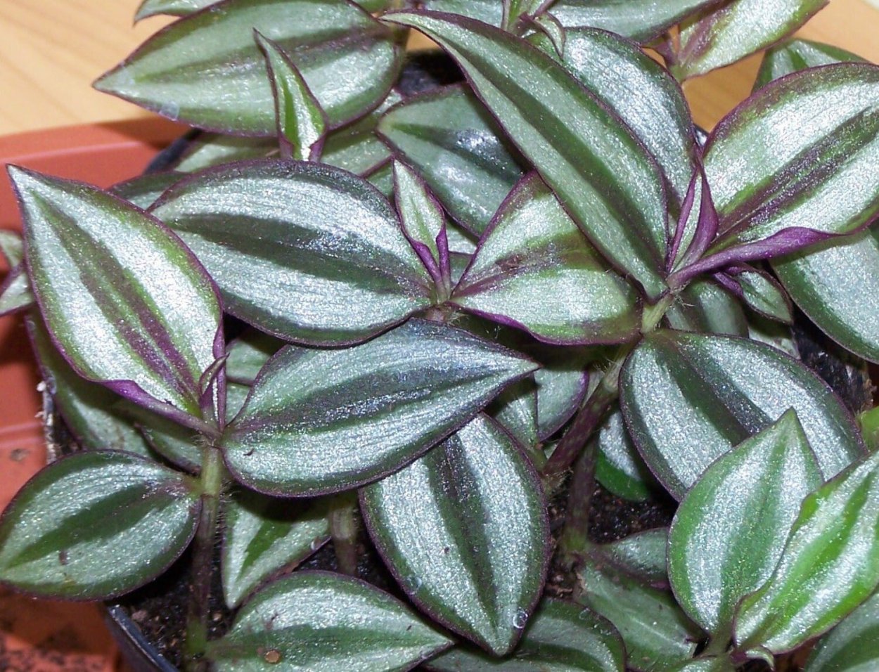 Традесканция полосатая зебрина