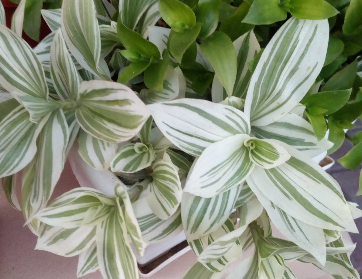 Традесканция Альбифлора