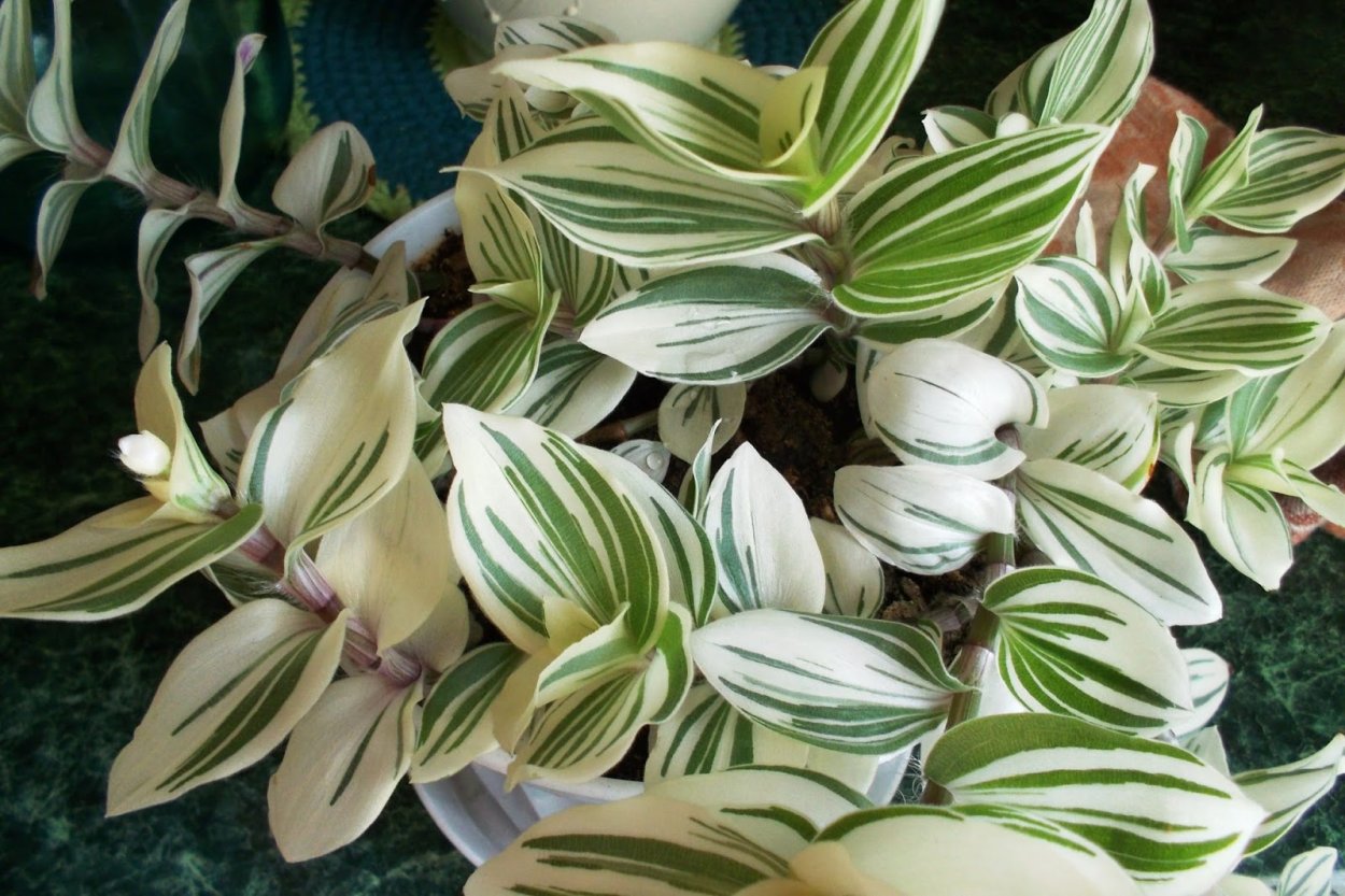 Традесканция белоцветковая Альба