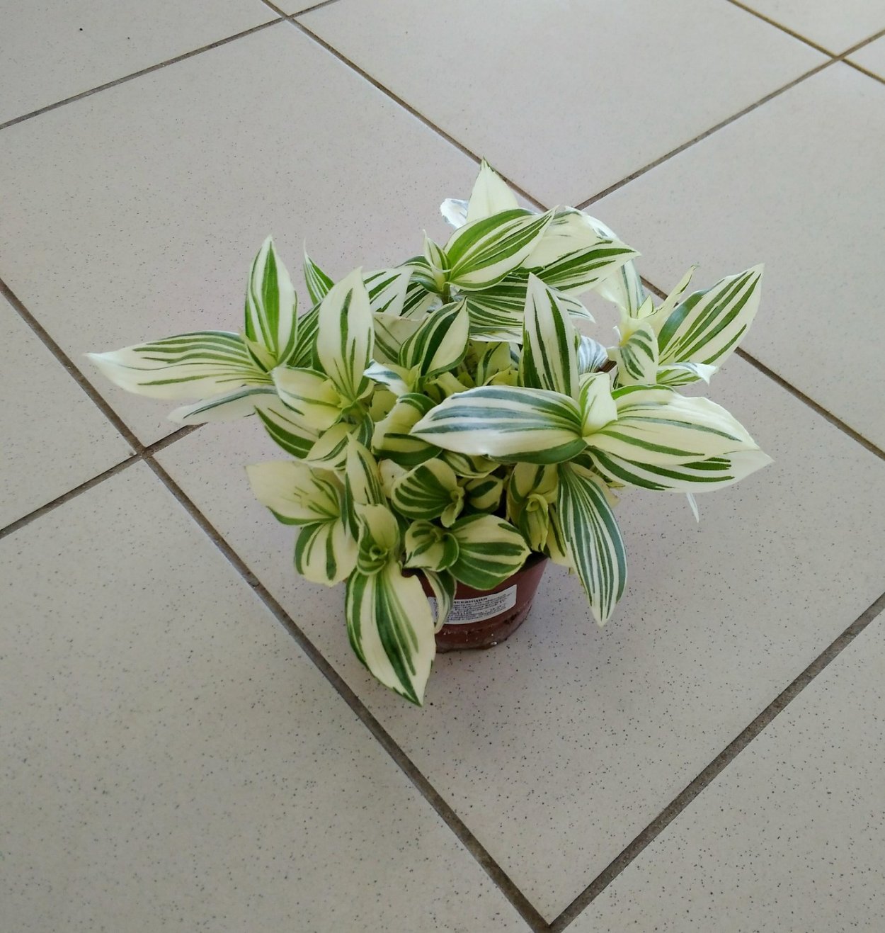 Традесканция белоцветковая и зебрина