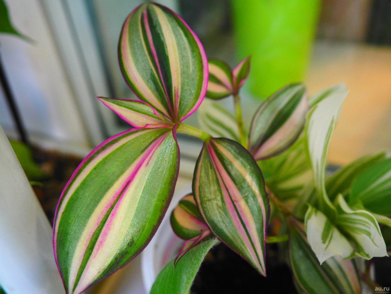 Традесканция зебрина квадриколор