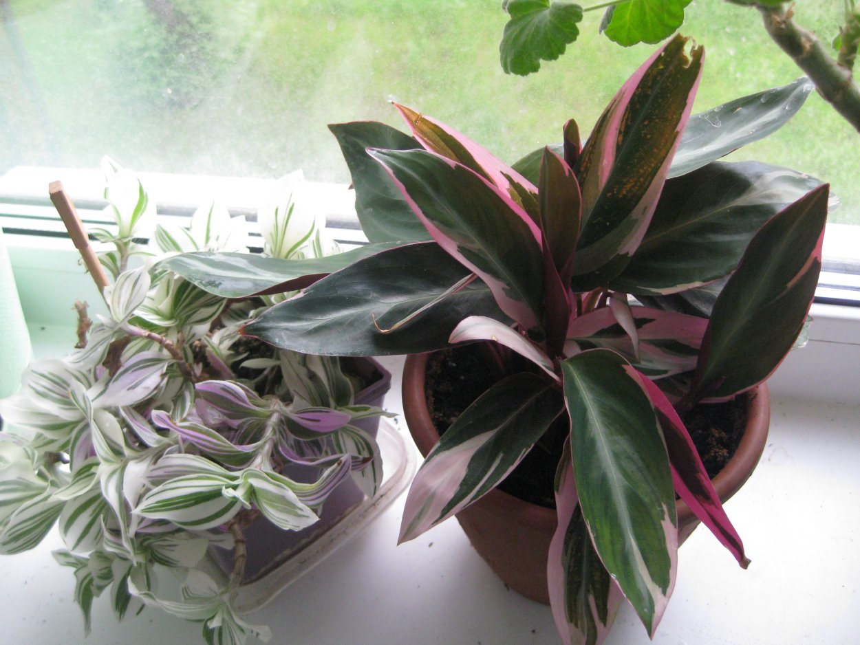 Традесканция дарк Грин