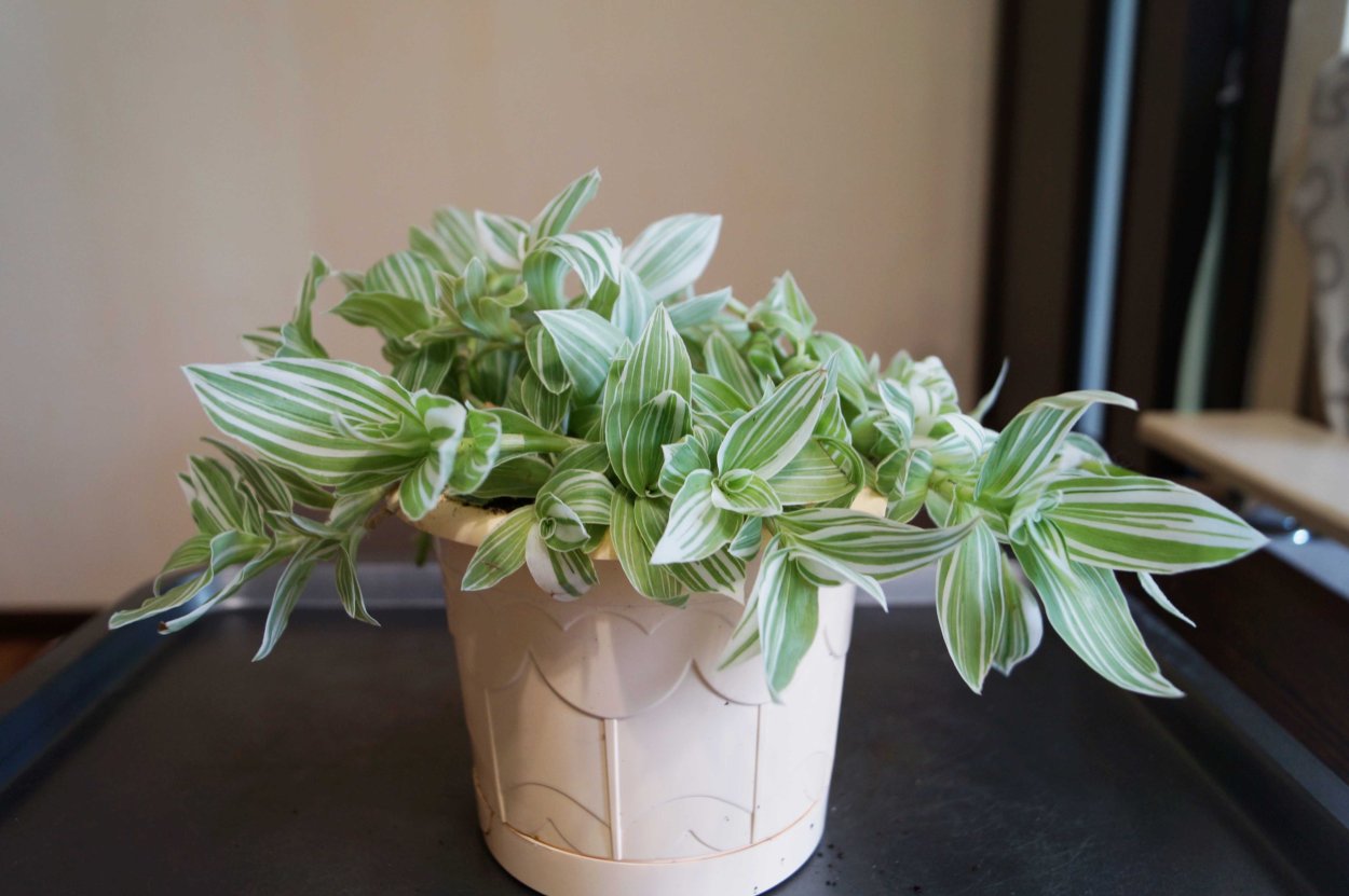 Традесканция Нанук