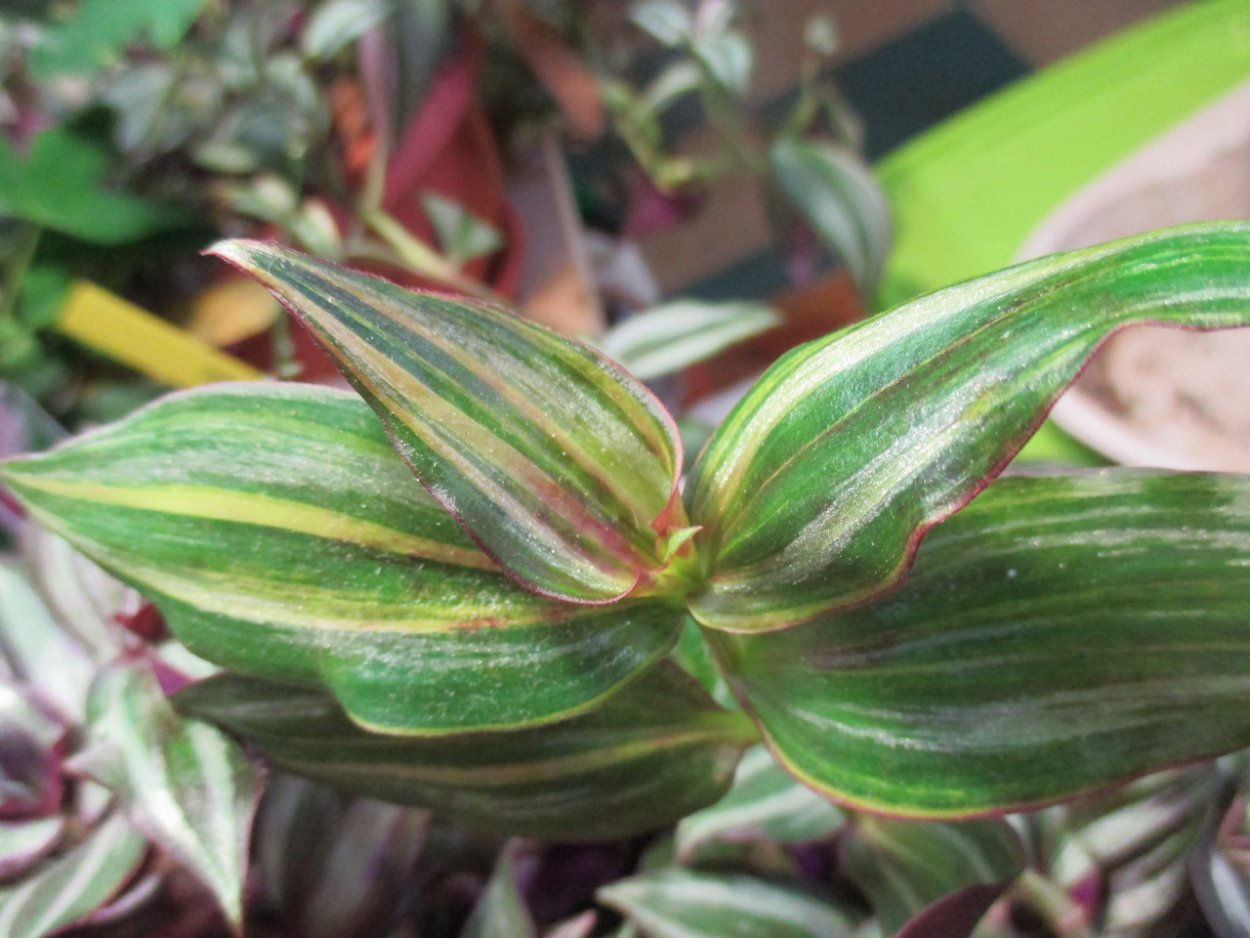 Традесканция Yellow Tiger