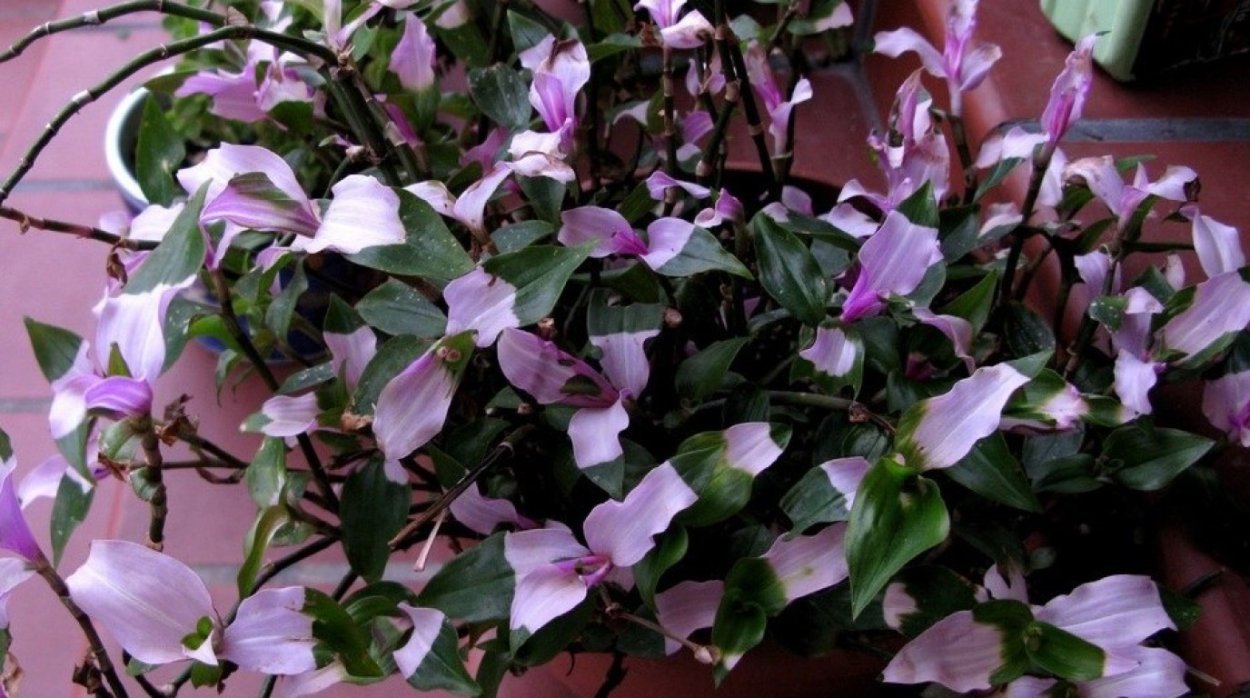 Традесканция блашинг Брайд