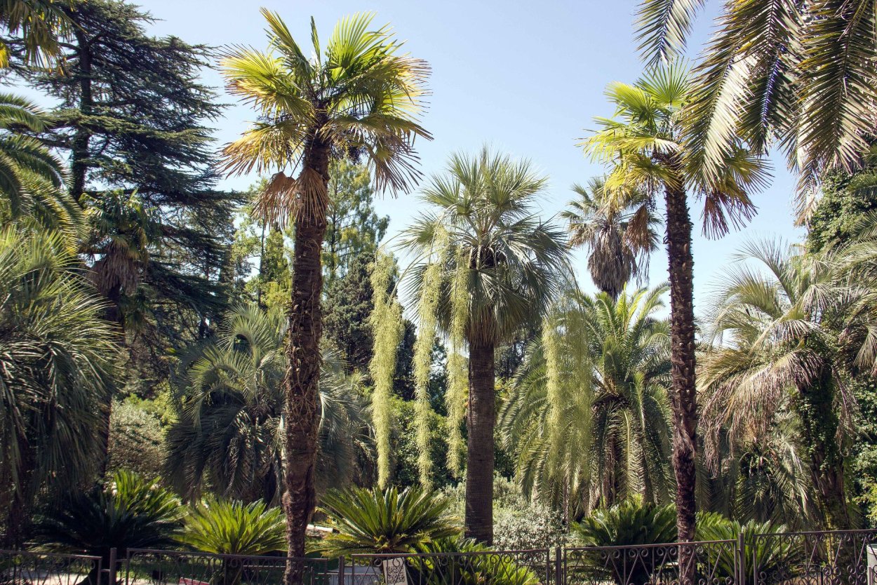 Пальмы Сочинский Дендрарий