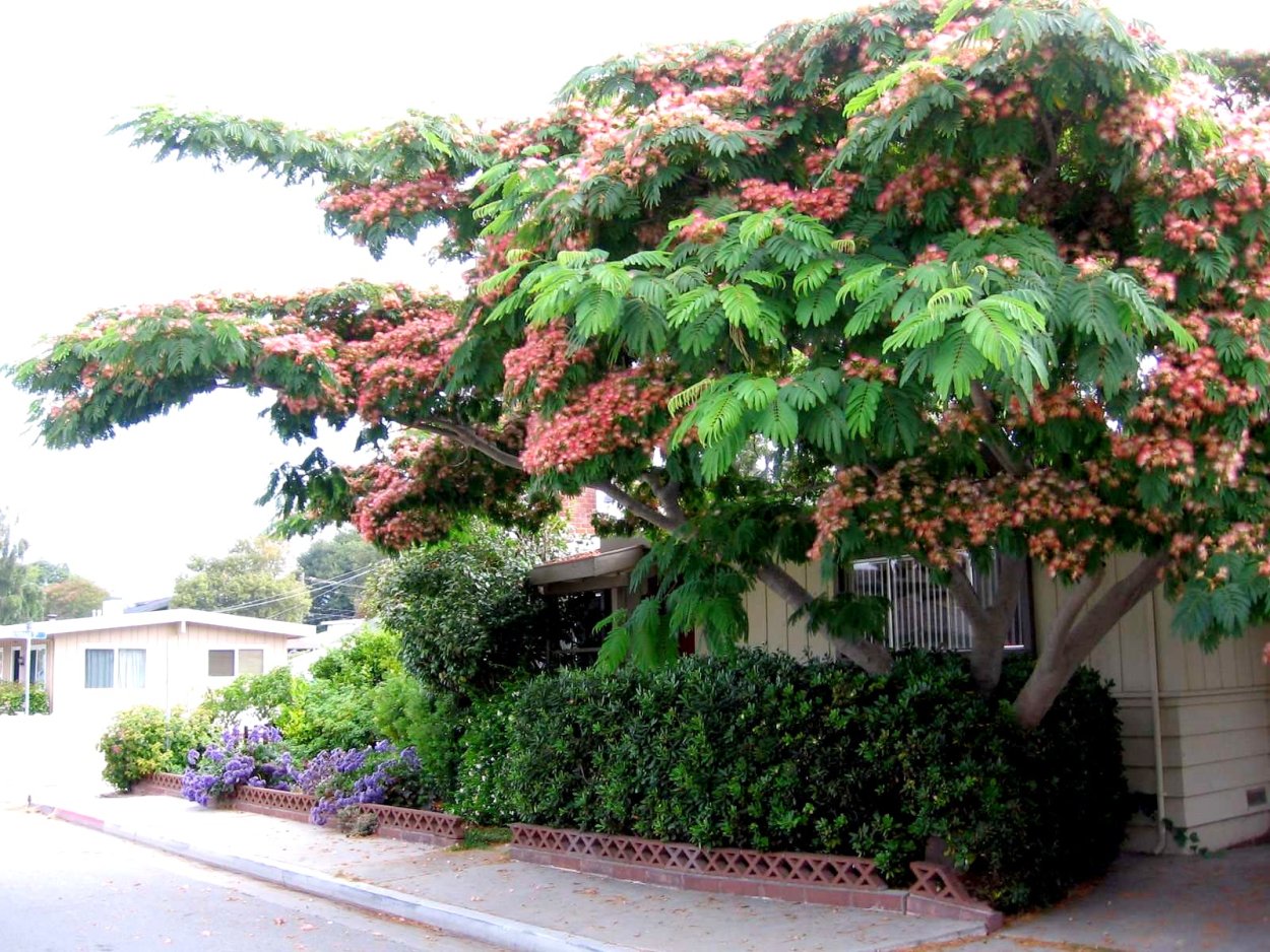 Акация ленкоранская дерево