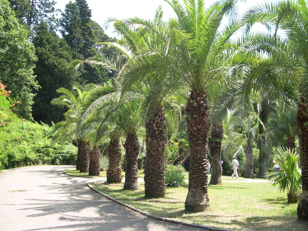 Дендрарий Сочи пальмы