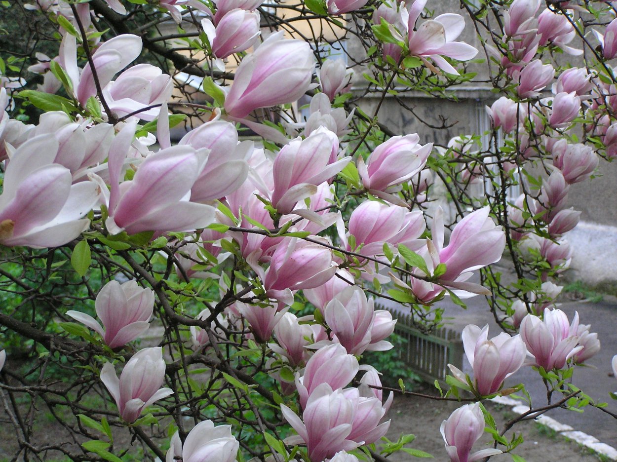 Магнолия кустовая