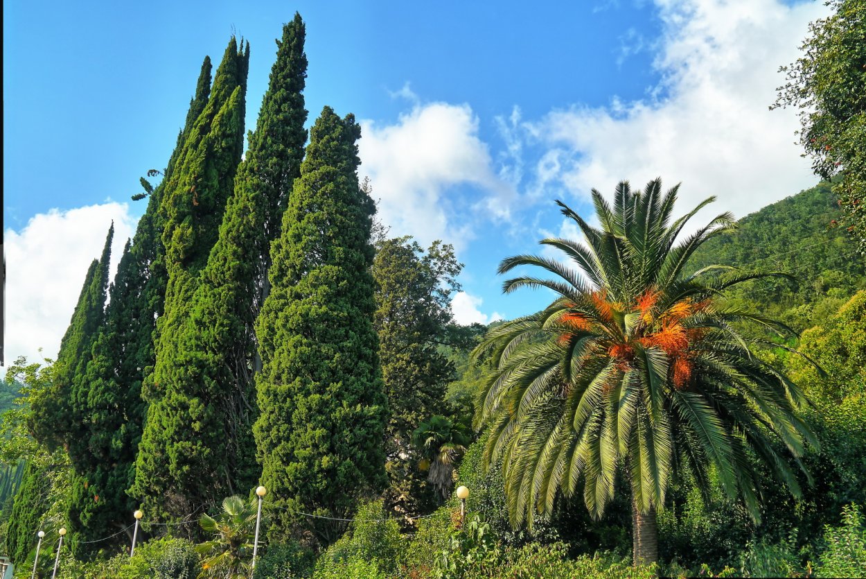 Дендрарий в Абхазии в Сухуми