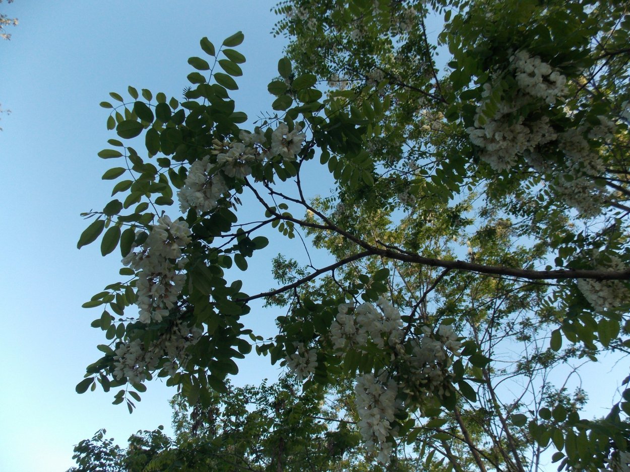 Акация Краснодарский край