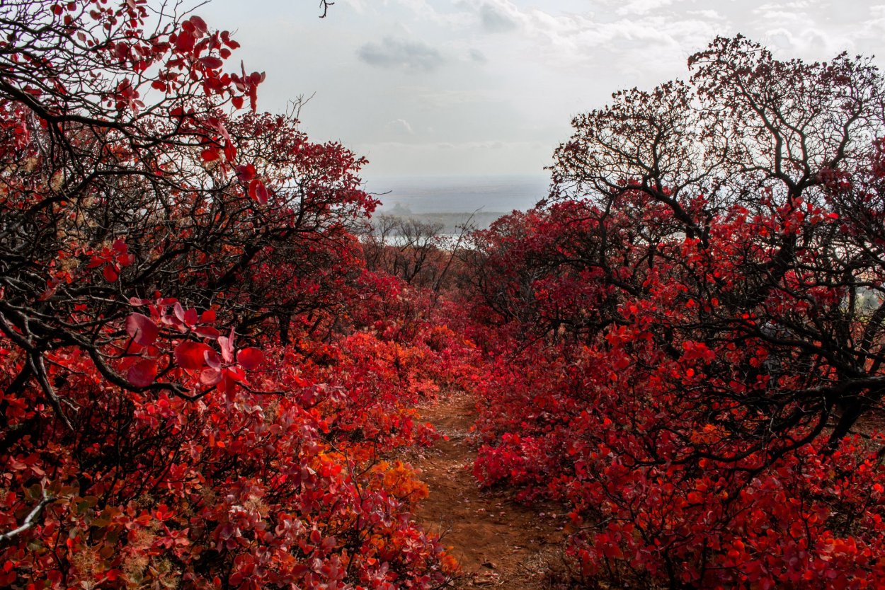 Заказник красный лес Краснодарский край