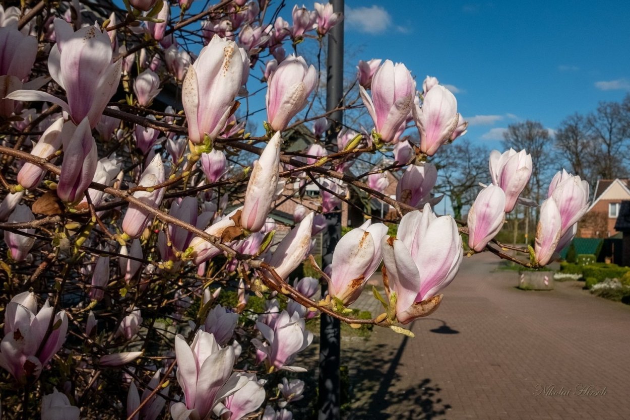 Магнолия Суланжа
