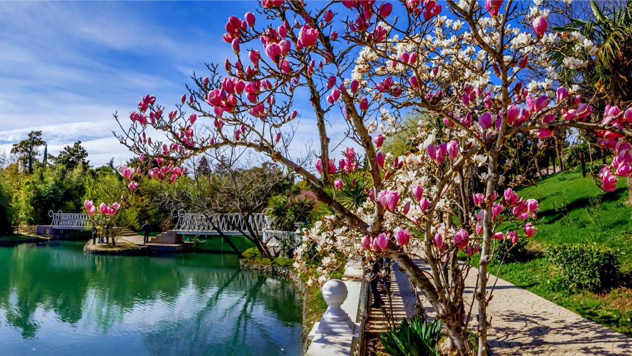 Парк Южные культуры Адлер цветение магнолий