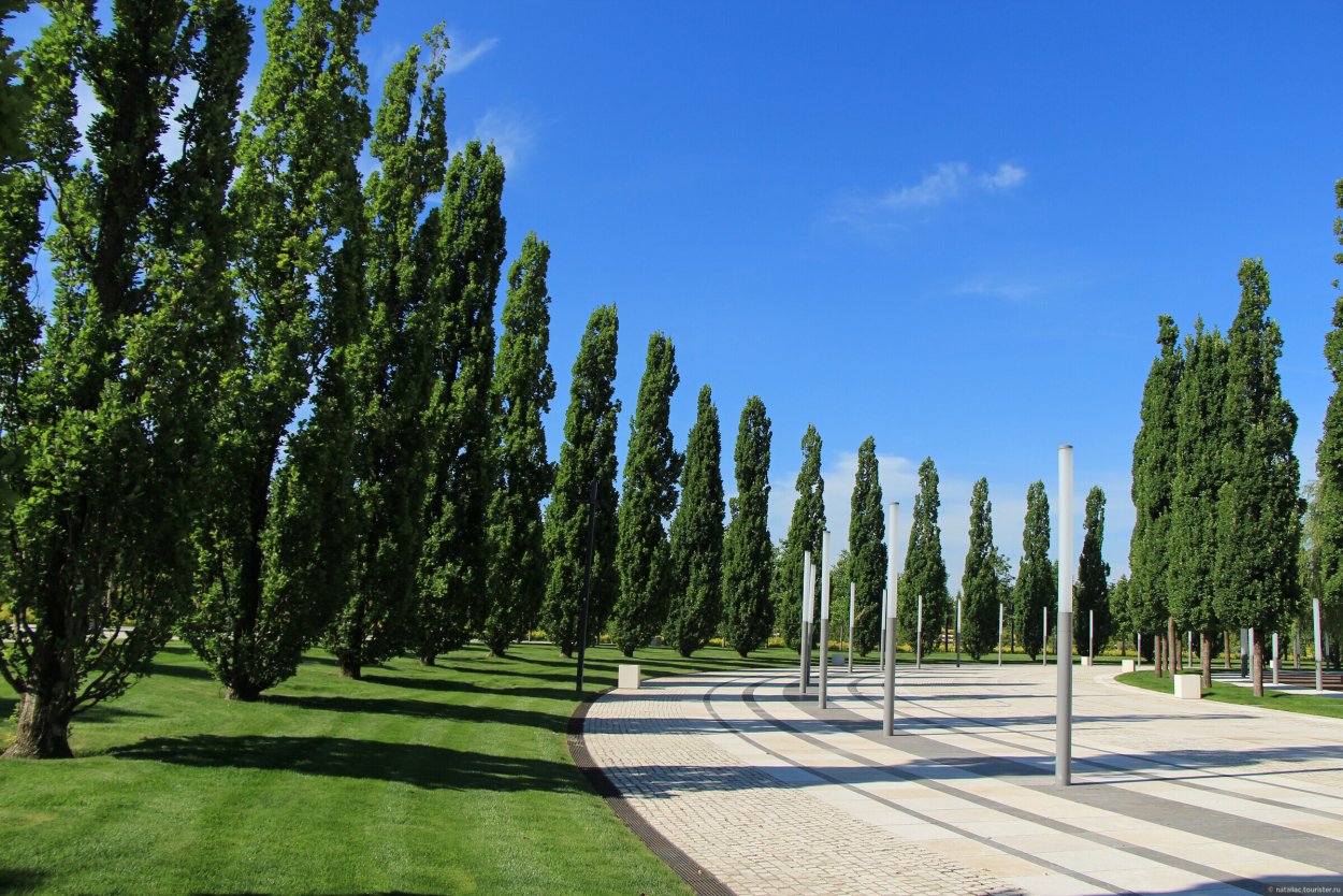 Платаны парк Краснодар