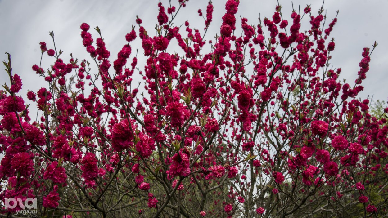 Цветущие кустарники Краснодарского края