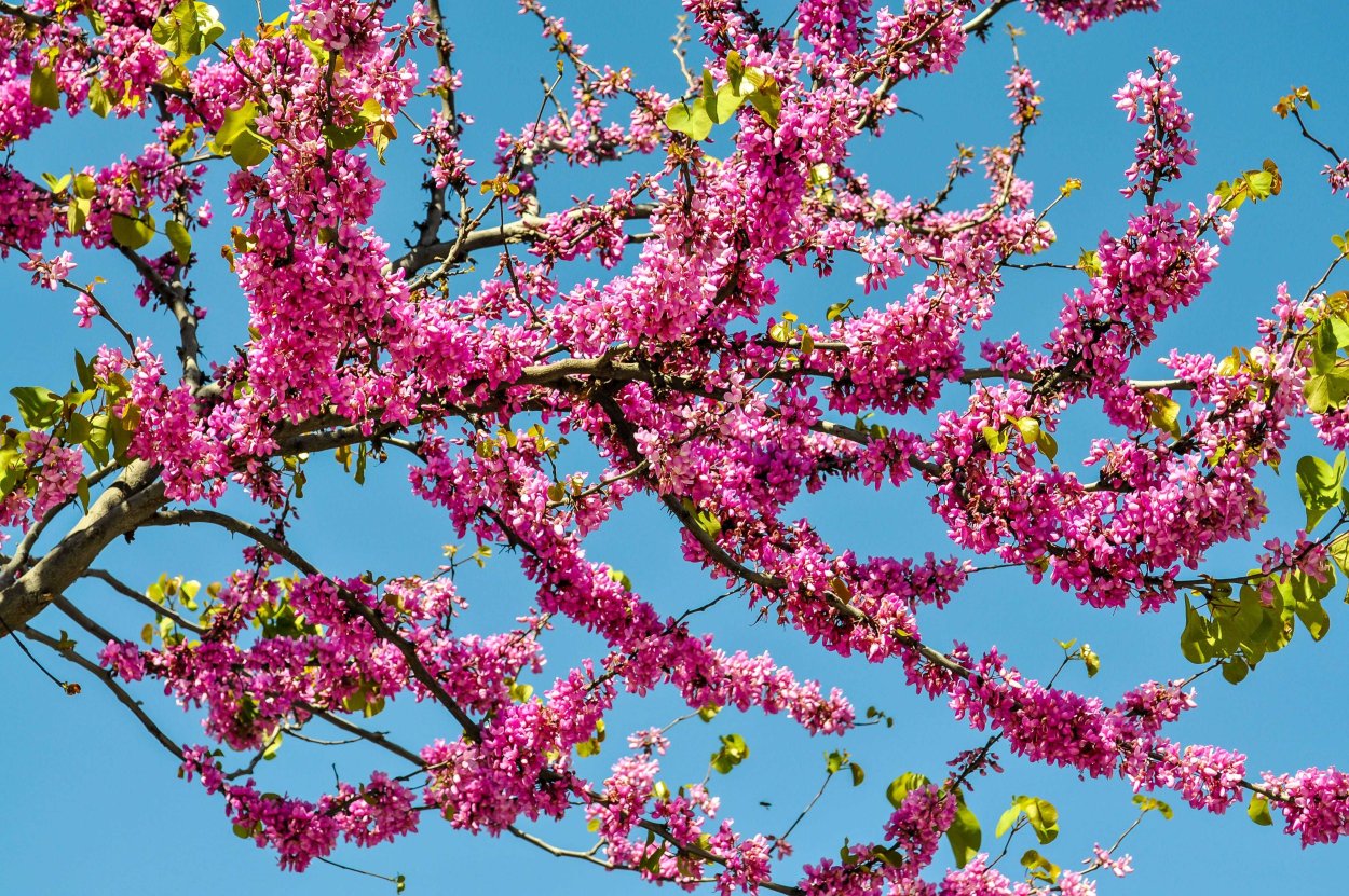 Церцис Крымский цветение