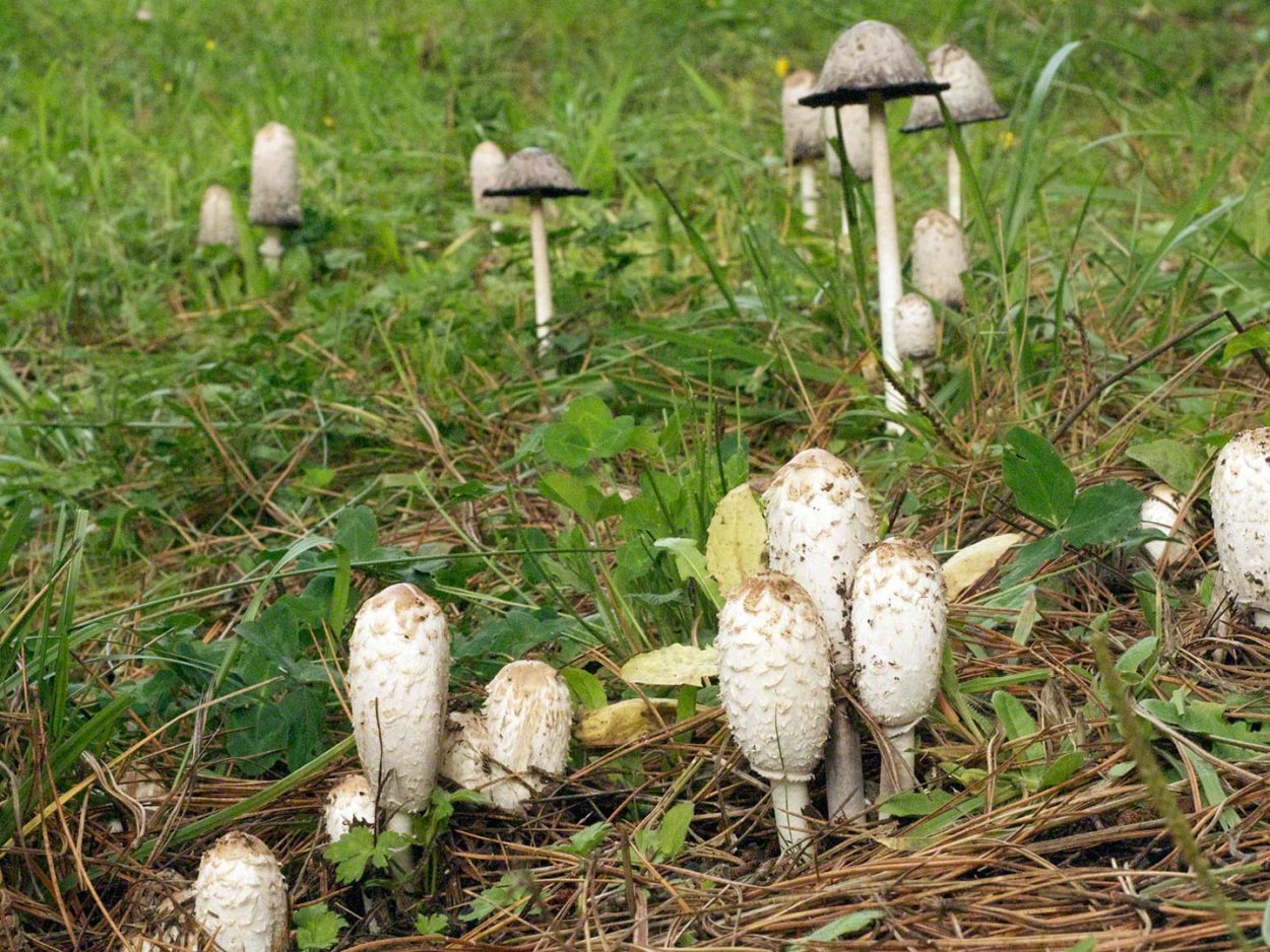 Coprinus comatus культивирование