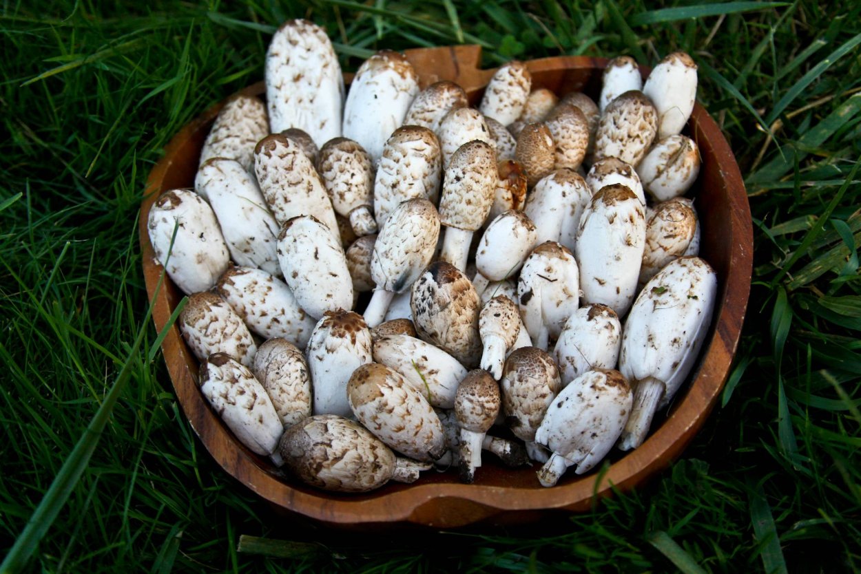 Навозник белый (лат. Coprinus comatus)
