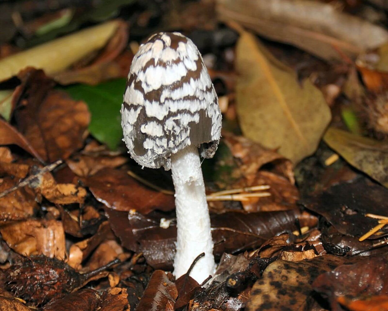 Навозник белый Coprinus comatus