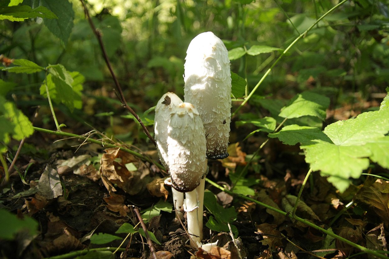 Навозник белый (копринус)