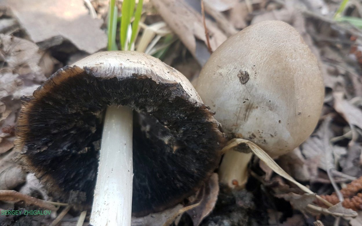 Навозник серый гриб