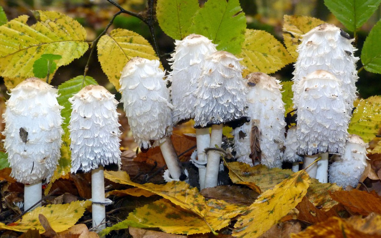 Поганка навозник