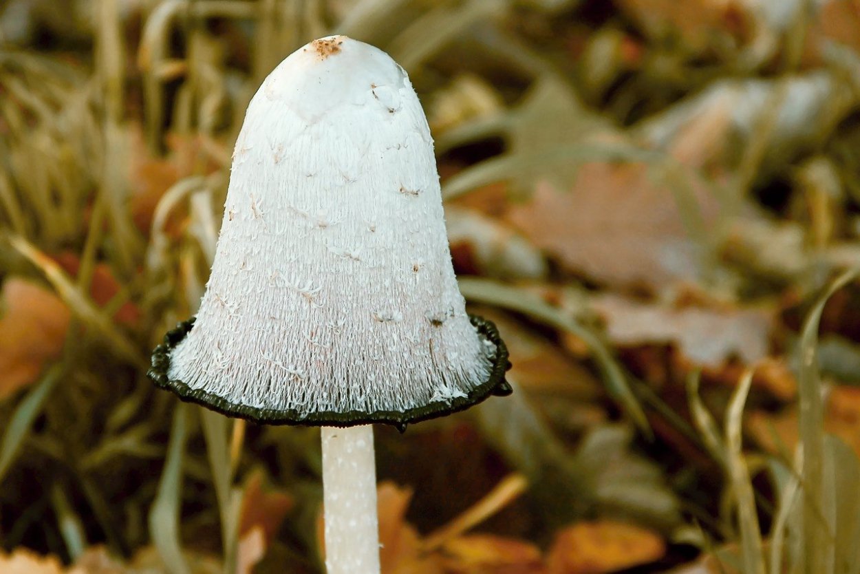 Shaggy Mane Mushroom