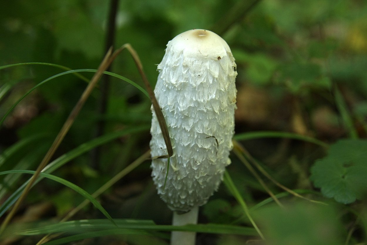 Навозники серые (Coprinopsis atramentaria)