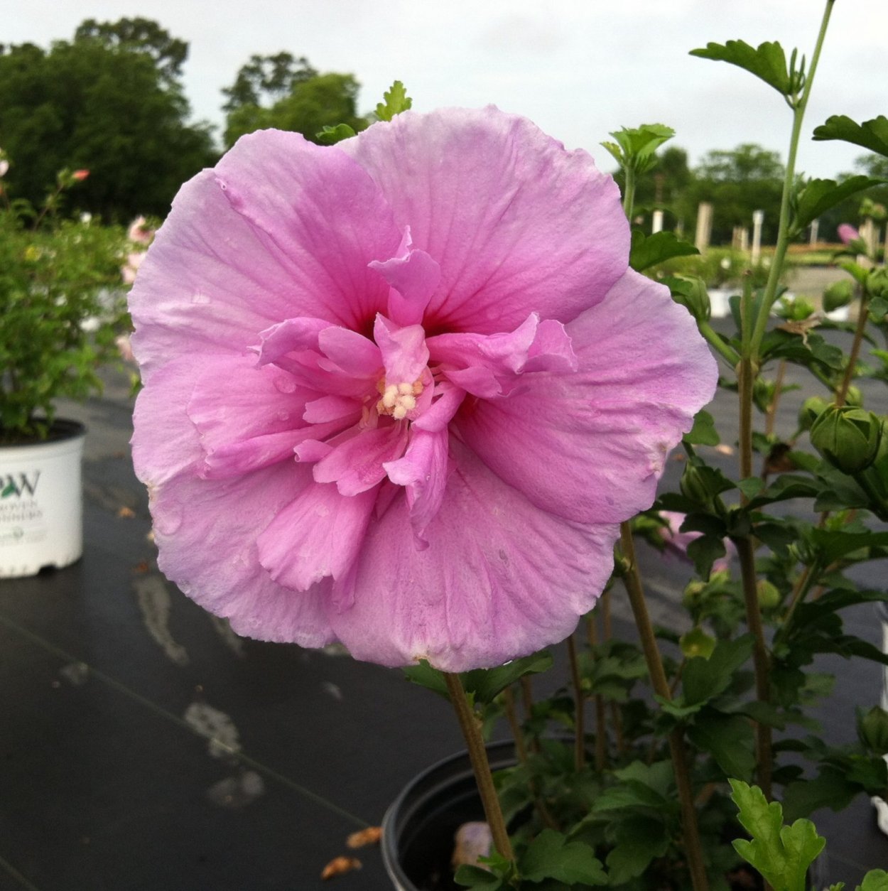 Гибискус Lavender Chiffon