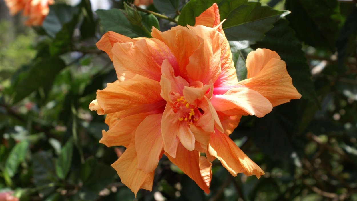 Гибискусы на фоне океана