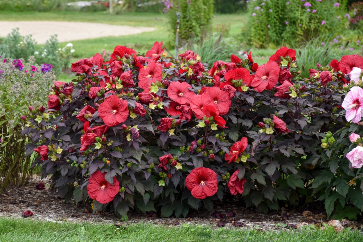 Гибискус Холи Грэйл (Holy Grail)