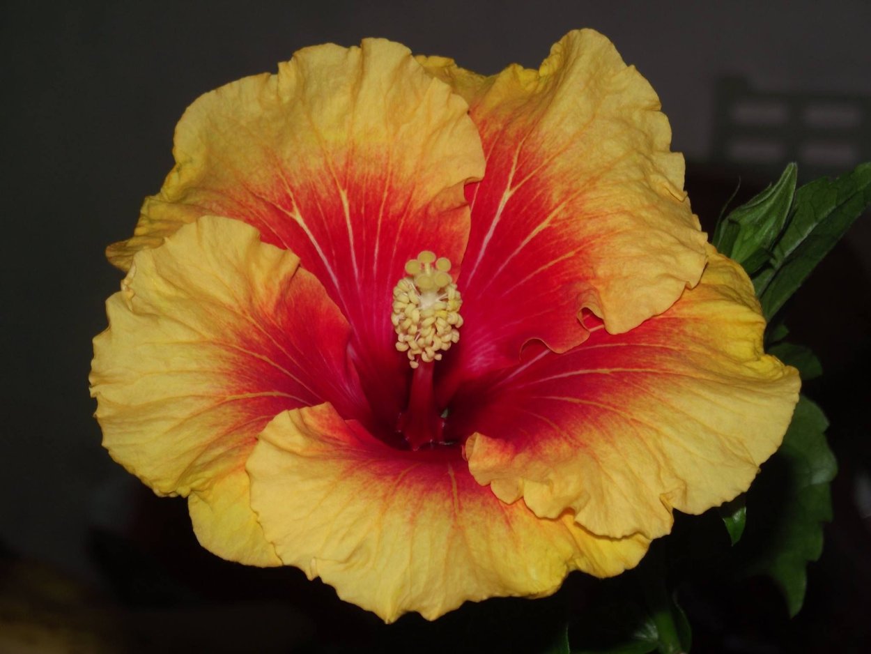 Акварельные тату гибискус