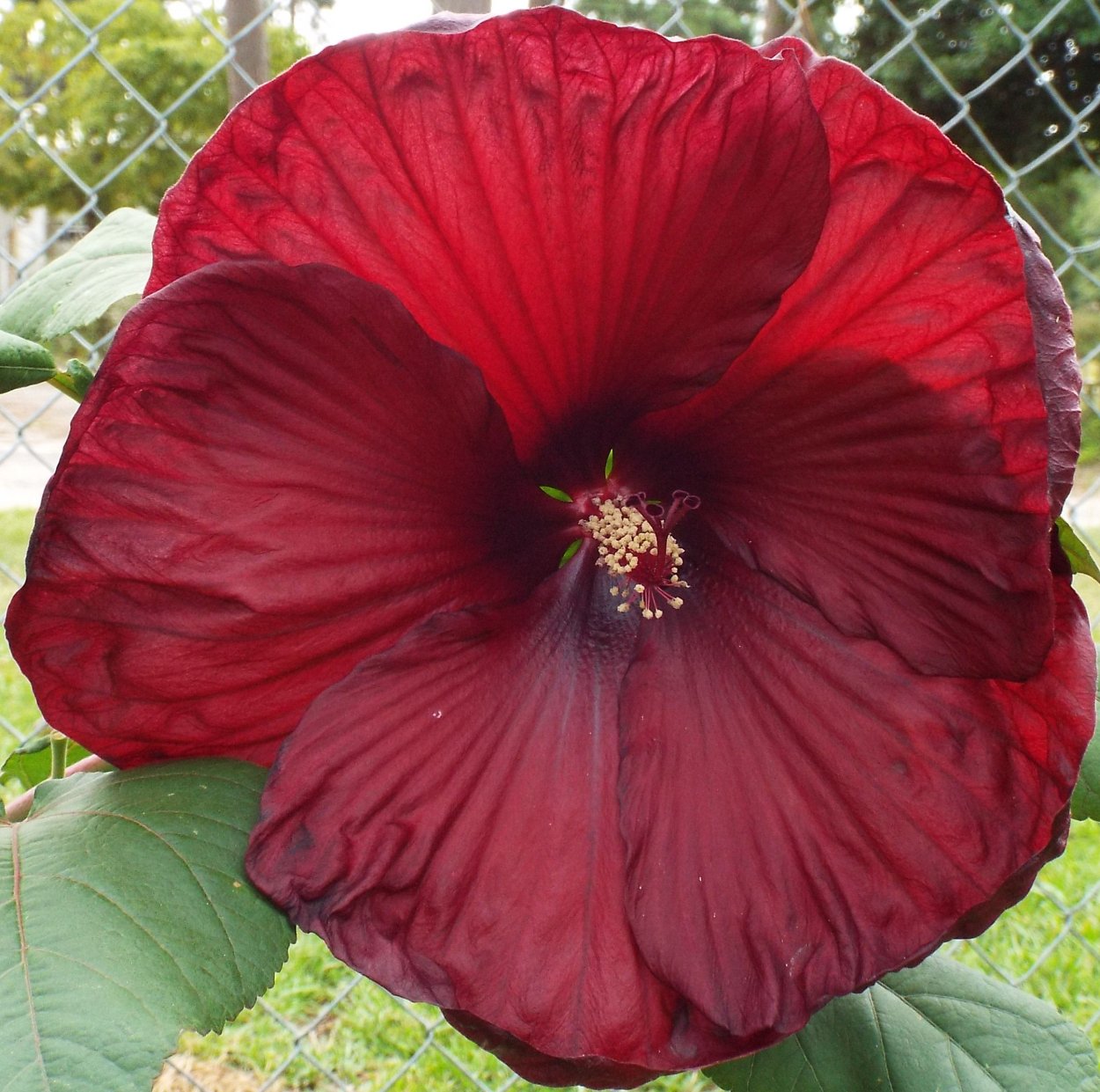 Гибискус Хартсроб