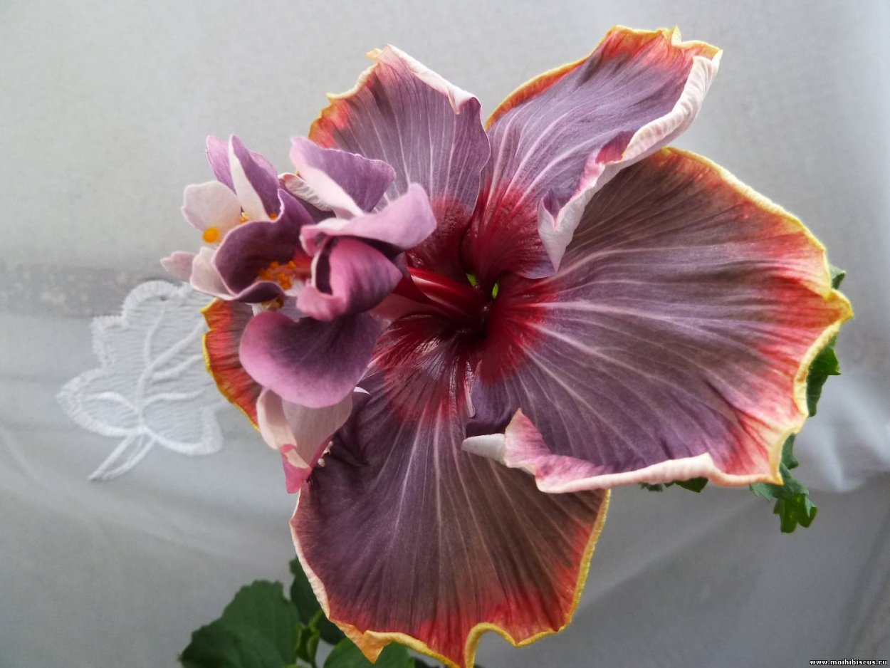 Dark Princess гибискус