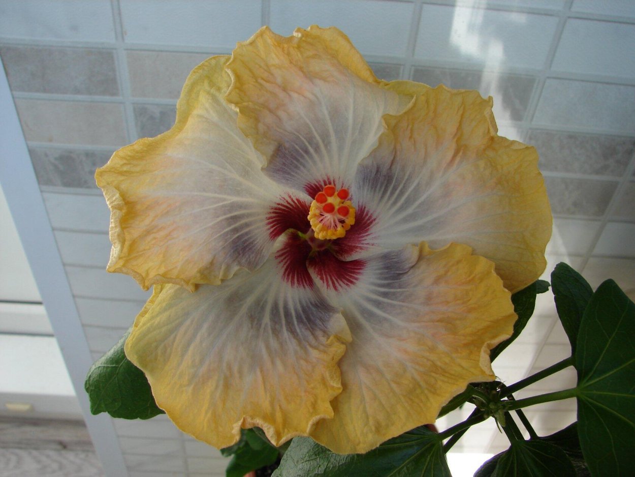 Гибискус Роял Джеймс