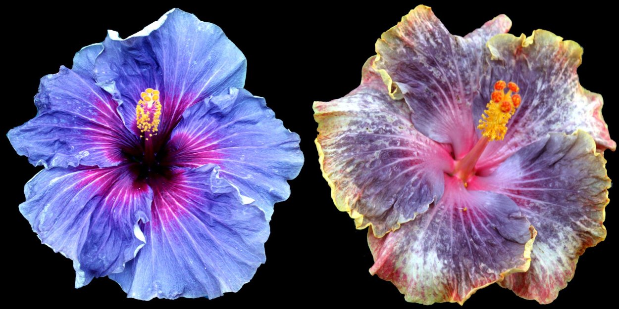 Гибискус тату значение