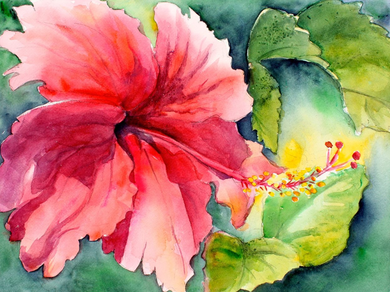 Hawaii гибискус