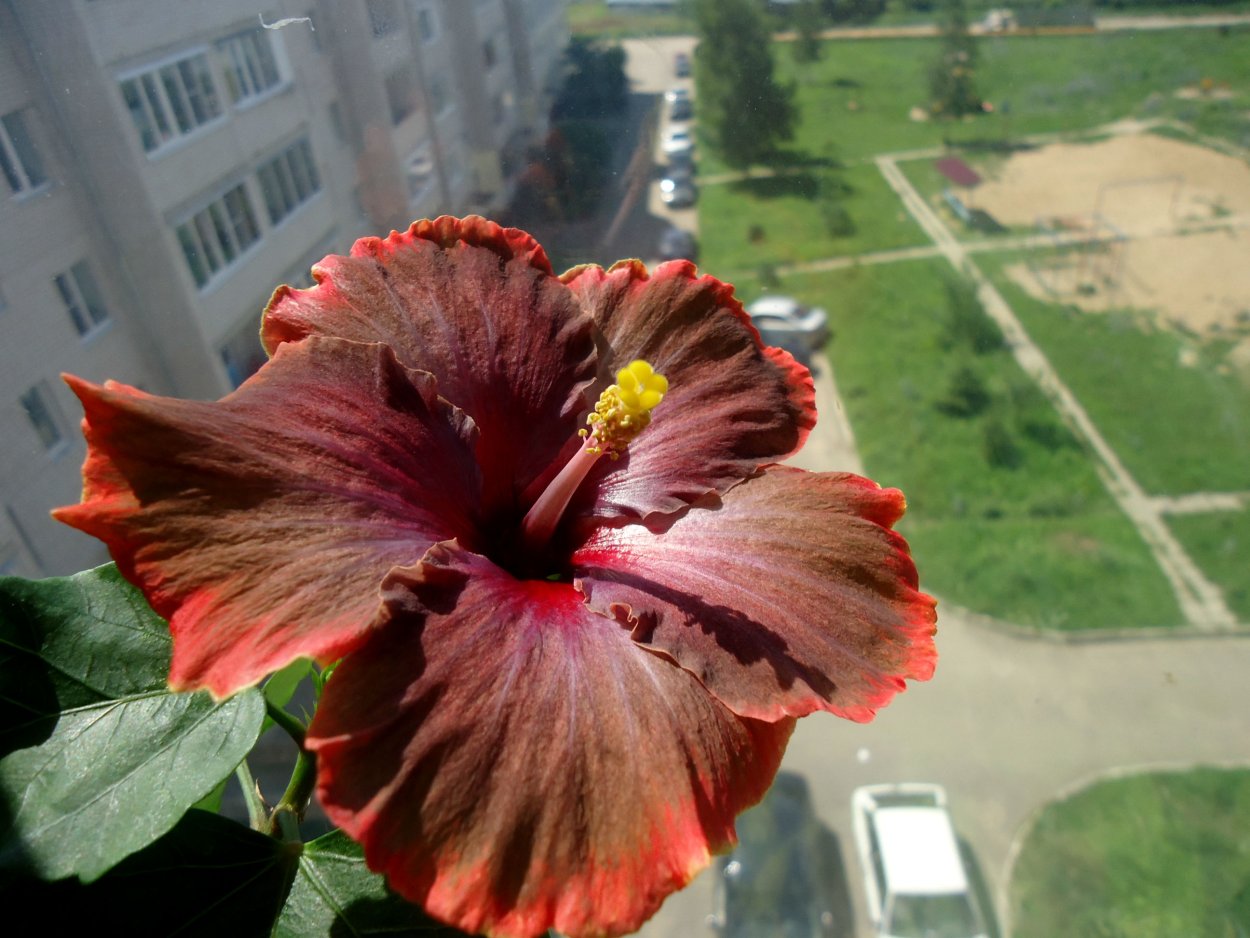 Масло гибискуса