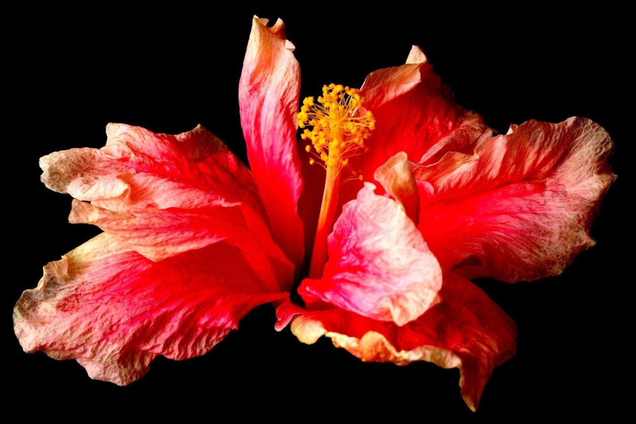 Гибискус Luv Memories